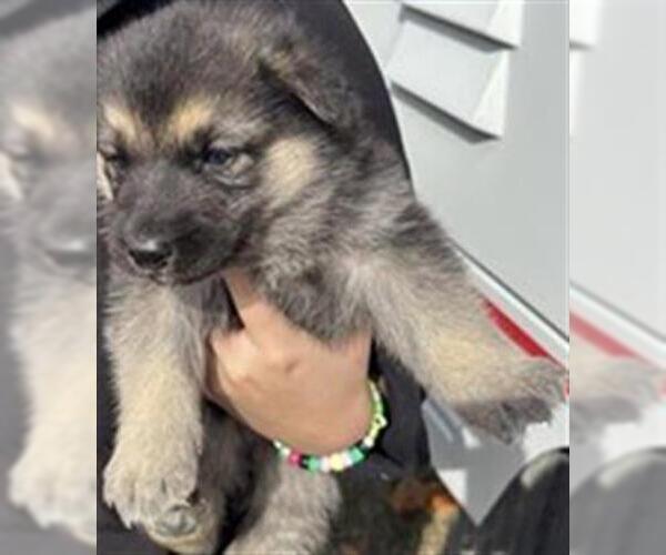 Medium Photo #1 German Shepherd Dog Puppy For Sale in Houston, TX, USA