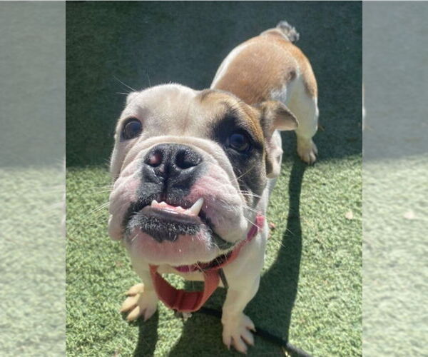 Medium Photo #2 Bulldog-Unknown Mix Puppy For Sale in Lakewood, CO, USA