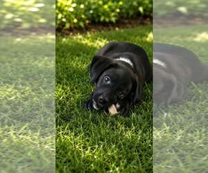 Mars – A Handsome Hunk of Chocolate! - Male Labrador Retriever-Unknown Mix Dog for Adoption - Photo #14