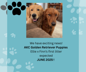 Golden Retriever Puppy for sale in TOTZ, KY, USA