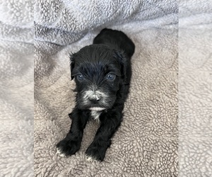 Maltipoo Puppy for sale in LAVEEN, AZ, USA