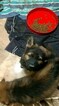Small Photo #8 German Shepherd Dog Puppy For Sale in MC DONOUGH, GA, USA