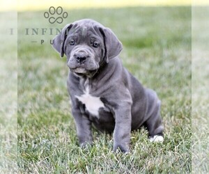 Cane Corso Puppy for sale in LANCASTER, PA, USA