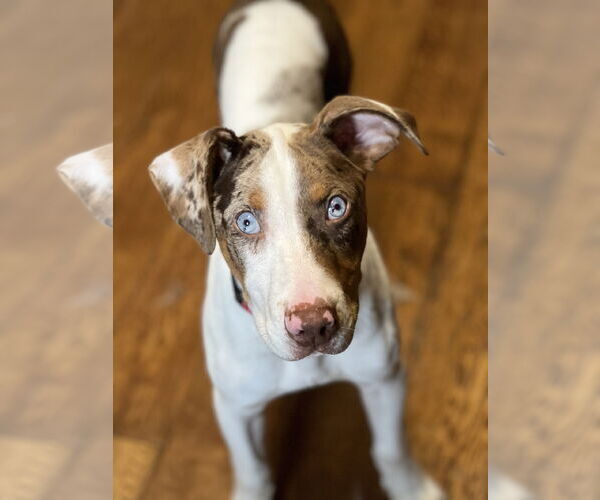 Medium Photo #2 Catahoula Leopard Dog-Unknown Mix Puppy For Sale in Bellevue, WA, USA