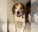Small #8 Beagle