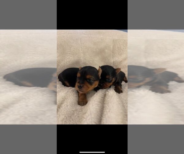 Medium Photo #7 Yorkshire Terrier Puppy For Sale in RUTLAND, MA, USA
