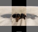 Small Photo #7 Yorkshire Terrier Puppy For Sale in RUTLAND, MA, USA