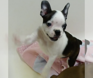 Boston Terrier Puppy for sale in CRKD RVR RNCH, OR, USA