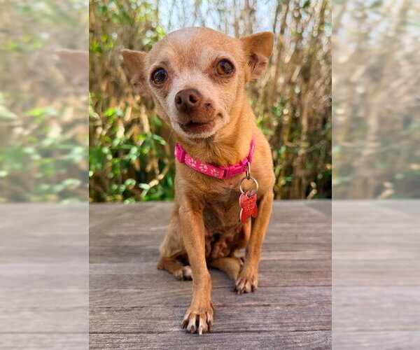Medium Photo #3 Chihuahua Puppy For Sale in San Diego, CA, USA