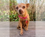 Small #2 Chihuahua