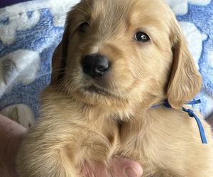 Medium Golden Retriever