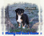 Image preview for Ad Listing. Nickname: Visconti