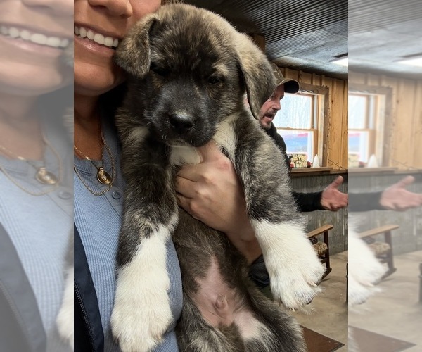 Medium Photo #2 Cane Corso Puppy For Sale in KEWADIN, MI, USA