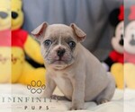 Small #4 French Bulldog