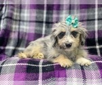 Small Photo #11 Aussiedoodle Miniature  Puppy For Sale in LAKELAND, FL, USA