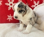 Small Photo #3 Australian Shepherd Puppy For Sale in TERREBONNE, OR, USA