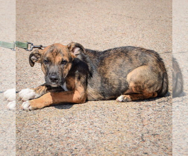 Medium Photo #4 Boxer-German Shepherd Dog Mix Puppy For Sale in Huntley, IL, USA