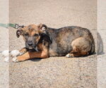 Small #3 Boxer-German Shepherd Dog Mix