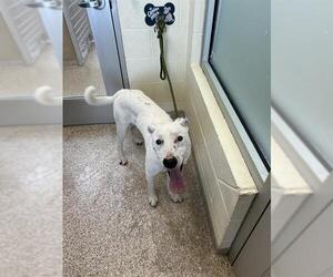 Dalmatian-Unknown Mix Dogs for adoption in Pueblo, CO, USA