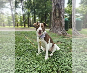 Labrador Retriever-Unknown Mix Dogs for adoption in The Woodlands, TX, USA
