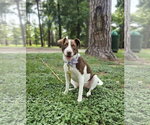 Small Labrador Retriever Mix