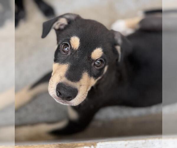 Medium Photo #3 Labrador Retriever-Unknown Mix Puppy For Sale in San Diego, CA, USA