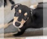 Small #2 Labrador Retriever Mix
