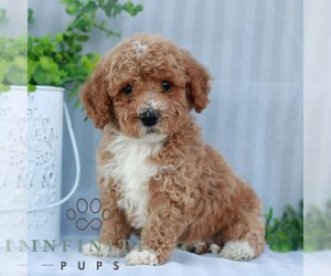 Goldendoodle (Miniature) Puppy for sale in EPHRATA, PA, USA