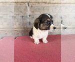 Litter of 2 - Male(s) and Female(s) Pembroke Welsh CorgiLitter of Puppies for Sale - Photo #7