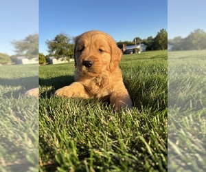 Golden Retriever Dog for Adoption in FREDERICKSBG, Ohio USA