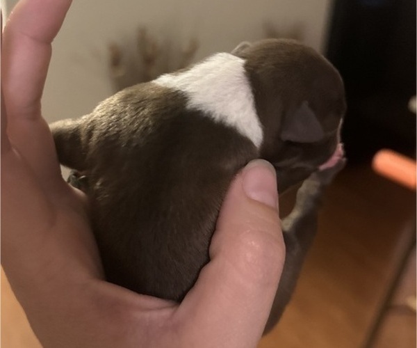 Medium Photo #2 Boston Terrier Puppy For Sale in JACKSONVILLE, NC, USA