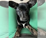 Small Chiweenie