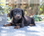 Puppy Midnight Dachshund