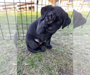 Labrador Retriever Puppy for sale in LAKE CITY, MN, USA