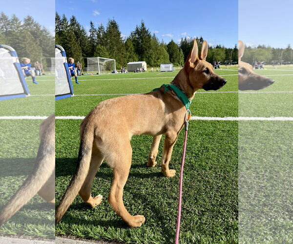 Medium Photo #6 German Shepherd Dog-Unknown Mix Puppy For Sale in Seattle, WA, USA