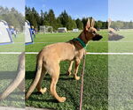 Small #5 German Shepherd Dog Mix