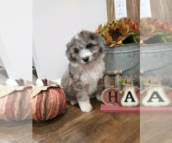 Medium Photo #9 Aussiedoodle Puppy For Sale in NEW YORK MILLS, MN, USA