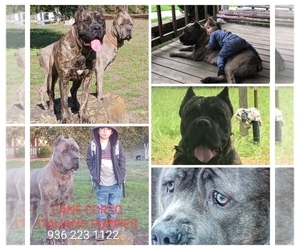 Cane Corso Puppy for sale in LIVINGSTON, TX, USA