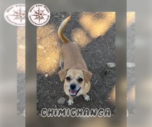 Chiweenie Dogs for adoption in Princeton, British Columbia, Canada