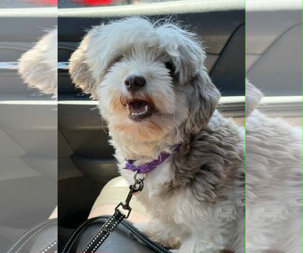 Medium Photo #2 Havanese Puppy For Sale in Catasauqua, PA, USA
