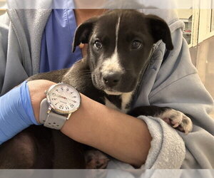 Mutt Dogs for adoption in Riverside, CA, USA