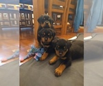 Small Photo #10 Rottweiler Puppy For Sale in COLORADO SPRINGS, CO, USA