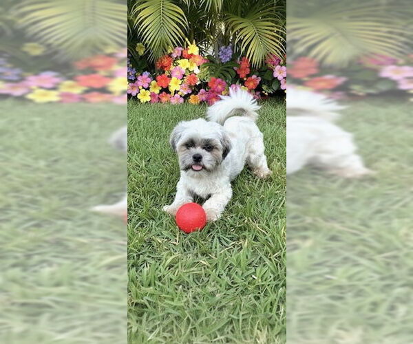 Medium Photo #4 Shih Tzu Puppy For Sale in Weston, FL, USA