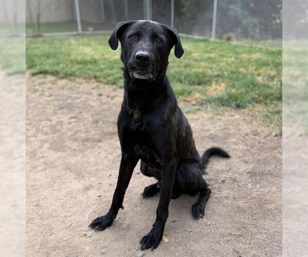 Medium Photo #1 Great Dane-Labrador Retriever Mix Puppy For Sale in Modesto, CA, USA