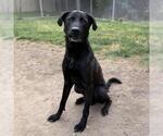 Small Great Dane-Labrador Retriever Mix