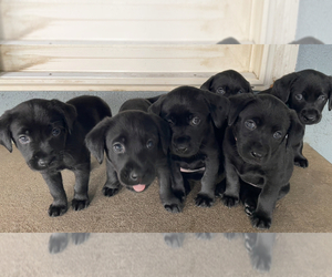 Labrador Retriever Puppy for sale in REDDING, CA, USA