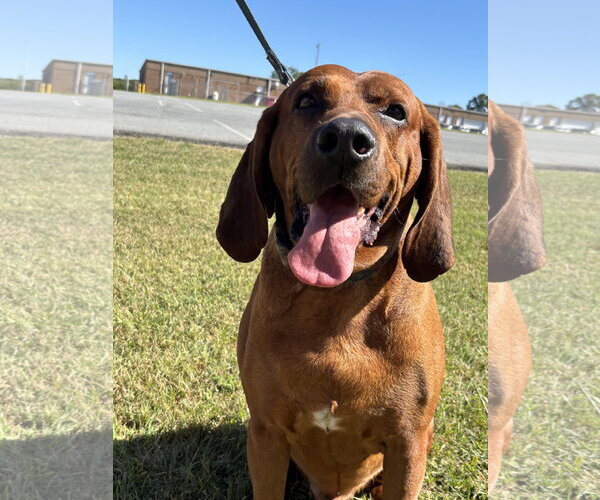Medium Photo #2 Bloodhound-Unknown Mix Puppy For Sale in Rustburg, VA, USA