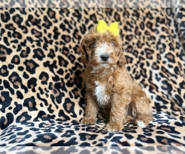 Medium Photo #2 Cockapoo (Miniature) Puppy For Sale in LAKELAND, FL, USA