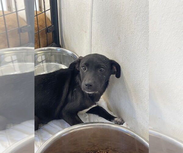 Medium Photo #3 Mutt Puppy For Sale in Bolivar, MO, USA