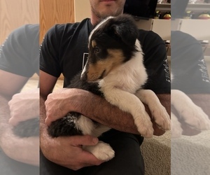 Collie Puppy for sale in MENIFEE, CA, USA